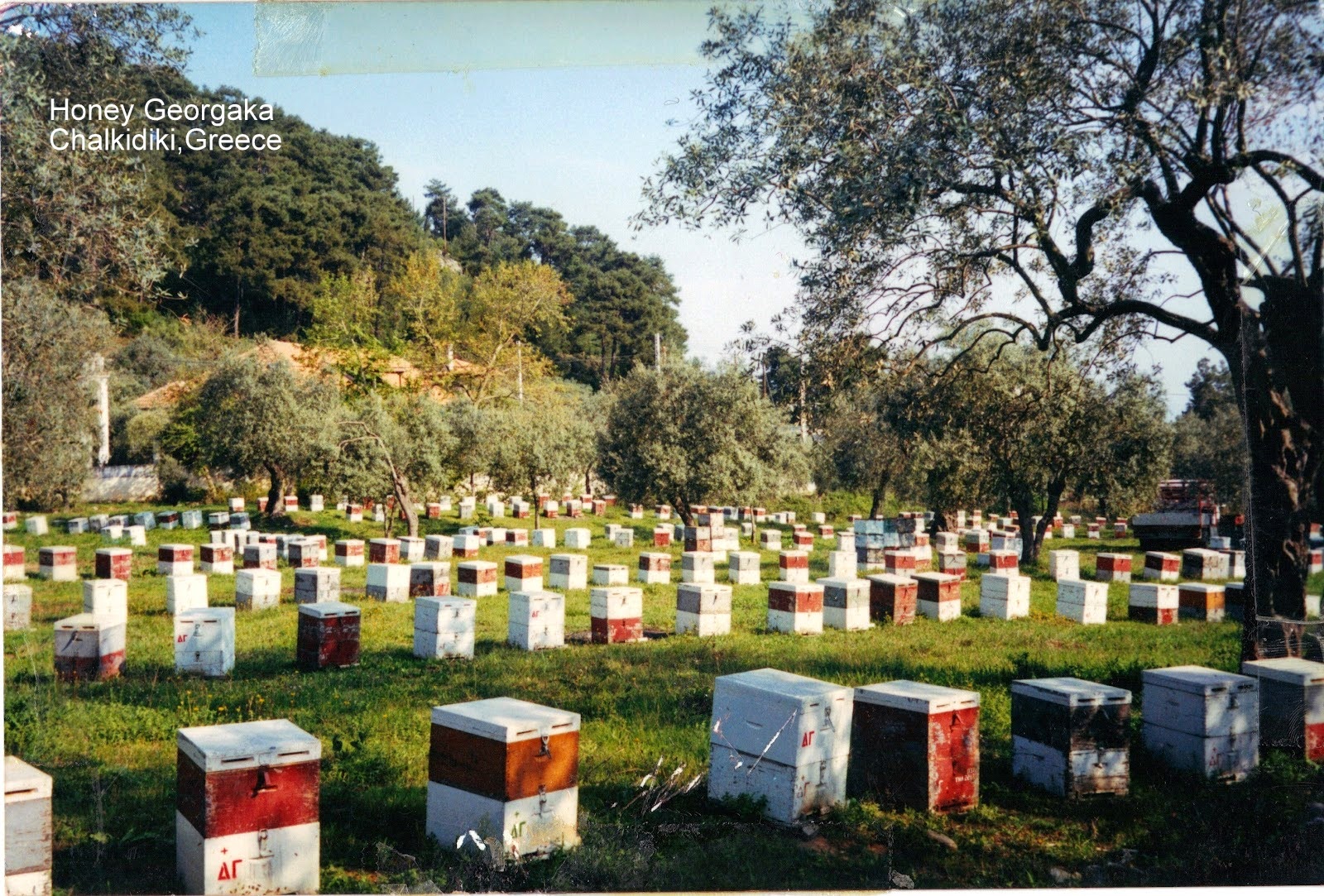 ΜΕΛΙ ΓΕΩΡΓΑΚΑ - η πηγή του μελιού στην Αρνέα, Χαλκιδικής