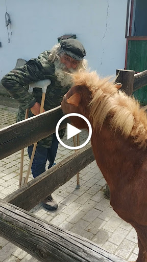 Faethon Miniature Horses Farm